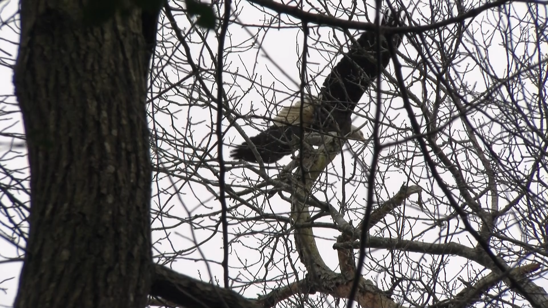 Delaware Botanic Gardens raising funds for a bald eagle camera